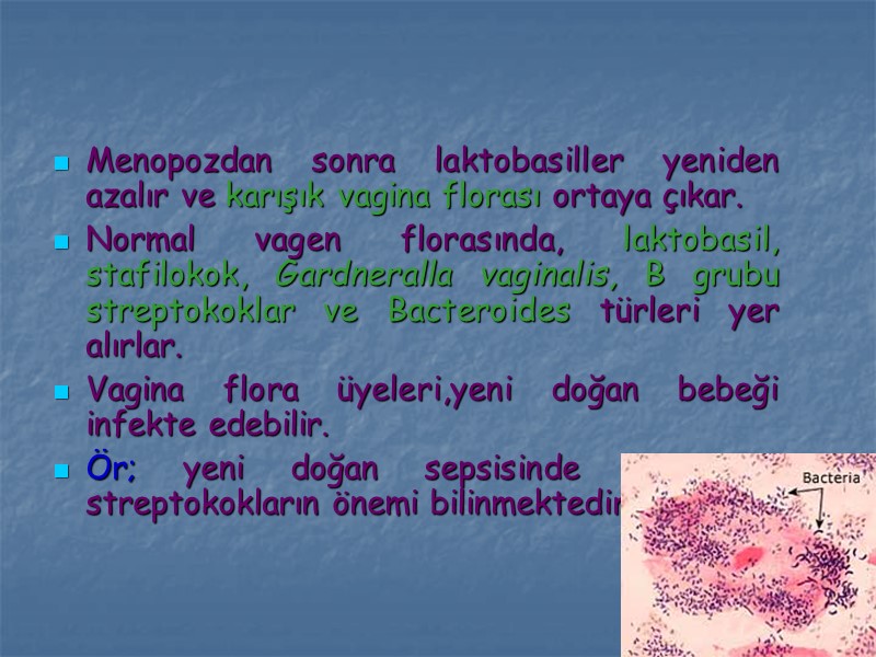 Menopozdan sonra laktobasiller yeniden azalır ve karışık vagina florası ortaya çıkar. Normal vagen florasında,